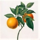 Apelsin (3)