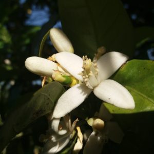 Roman Shea Body Butter - Image 2