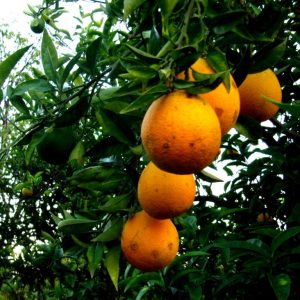 Orange Pure Essential Oil - Image 2