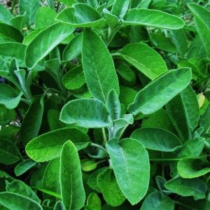 Menopause Herbal Formula - Image 3