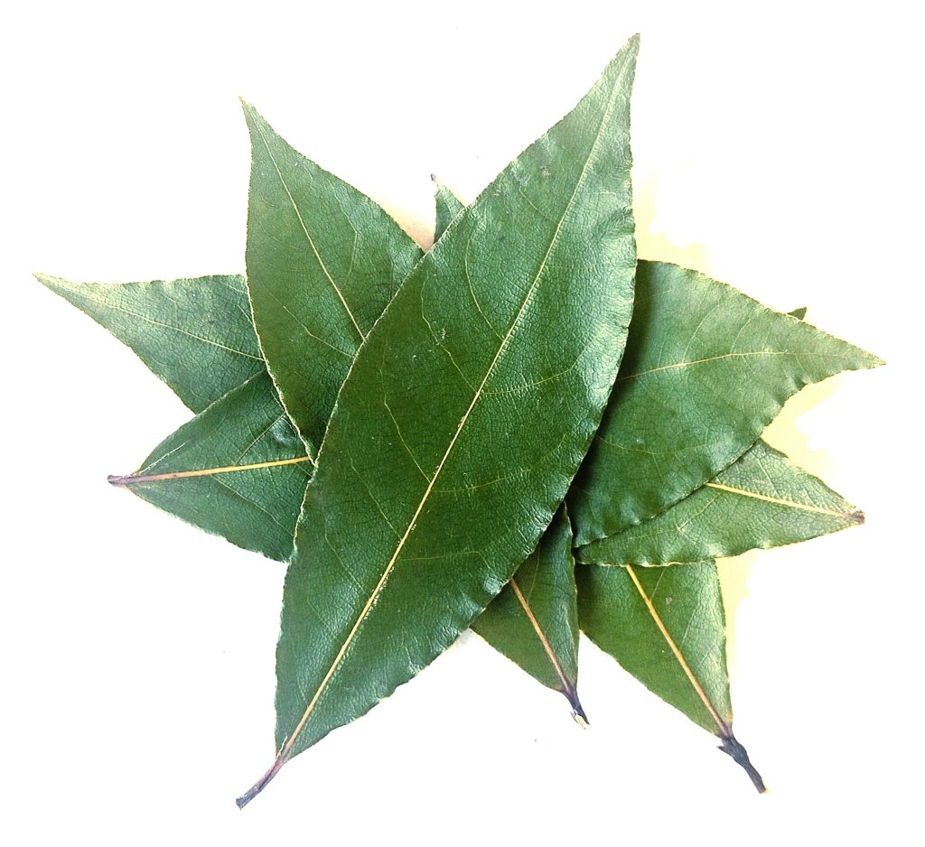 Alloro Bay Herba - Image 2