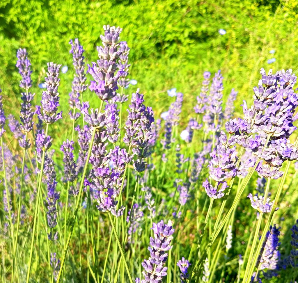 Lavanda Herba - Image 2